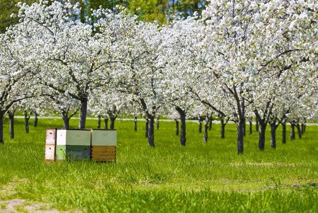 Photo of Michigan cherry orchard