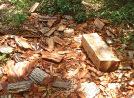 Evidence of lumber harvesting in Arabuko-Sokoke
