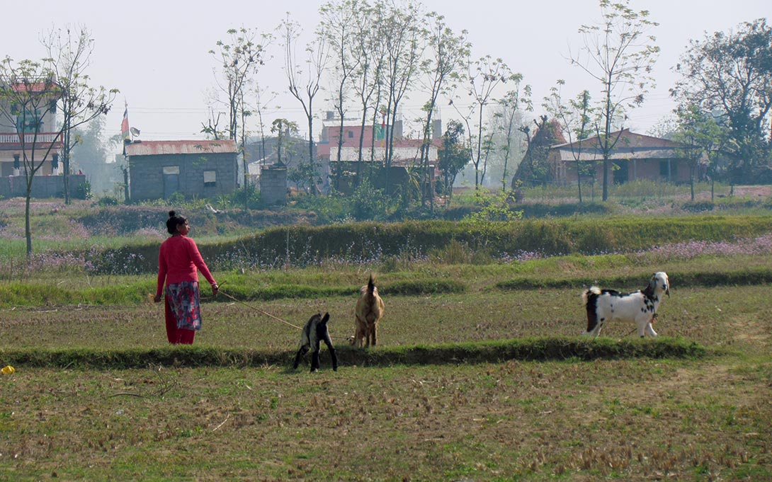 Photo of a large open field with a person and farm animals, and with houses and buildings in the background