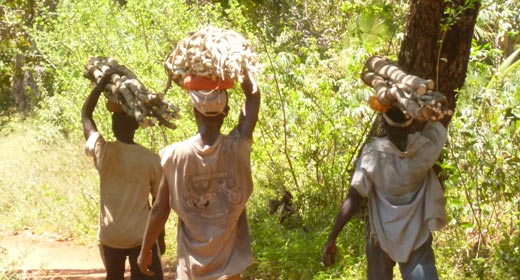 Zachary Petroni, inaugural Raoul Wallenberg Fellowship recipient, discusses the flawed conservation equation for Kenyan forest image