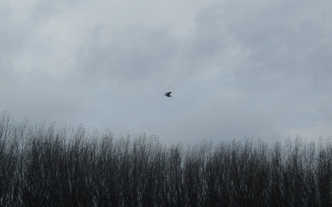 A single bird flies in front of a gray sky